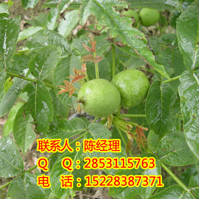 2̖磬2̖Nֲ2̖DƬ
