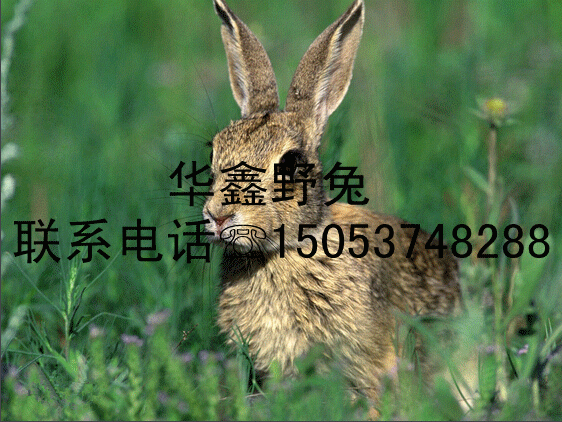 PˮҰlr