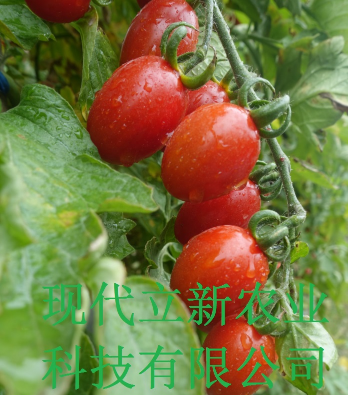 JFµļtǧϲС˘O֮tƷN