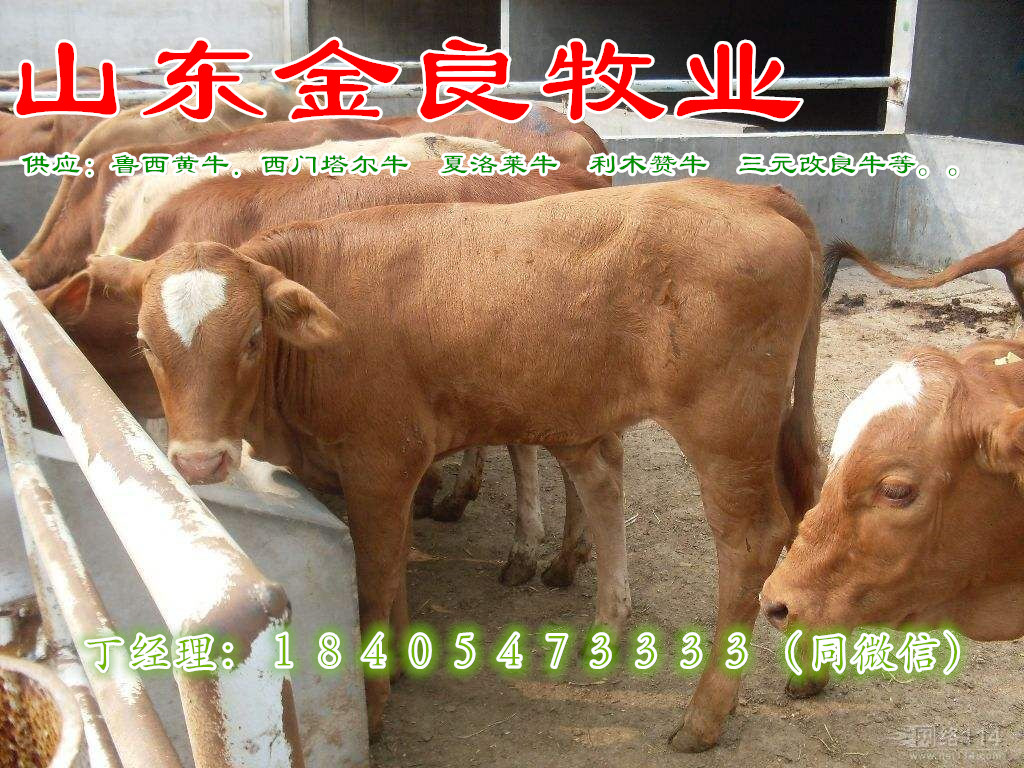 ţBֳţr Tţكr Сţكr