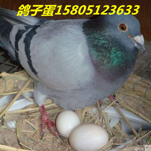 ӵuӵ