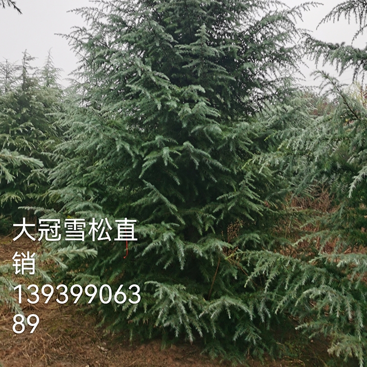 ꖹѩɘ L ļNֲľ