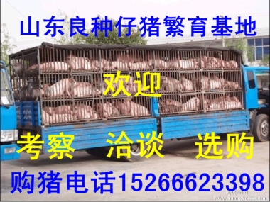 ɹiɹСi