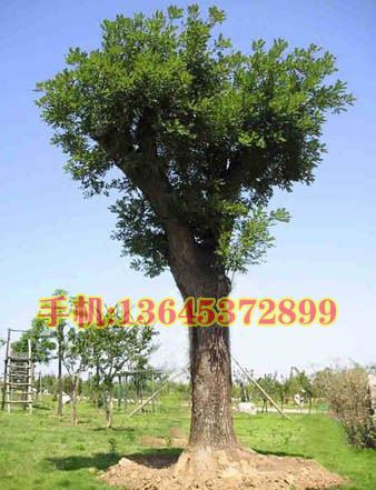 ɽr5֡67֡810և