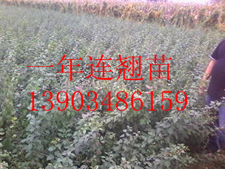 BN BNС GBN BNСr
