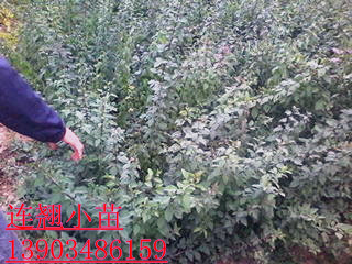 BN BNr BNDƬ BN