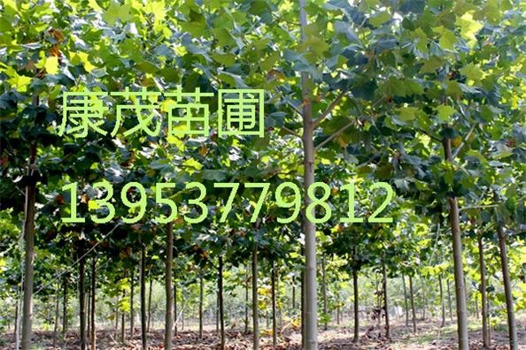 13ַͩr񃞻M