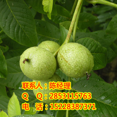 ôനݴݴЧ