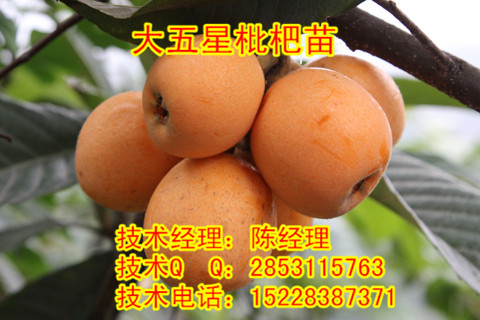 C磬P˻PN޽