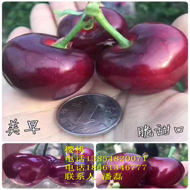 ܇ӴҘ硢܇ӴҘƷN