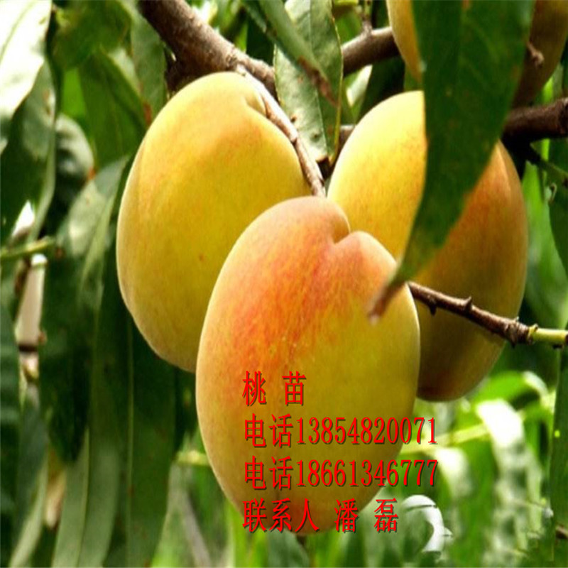 S SҘƷN SҘr
