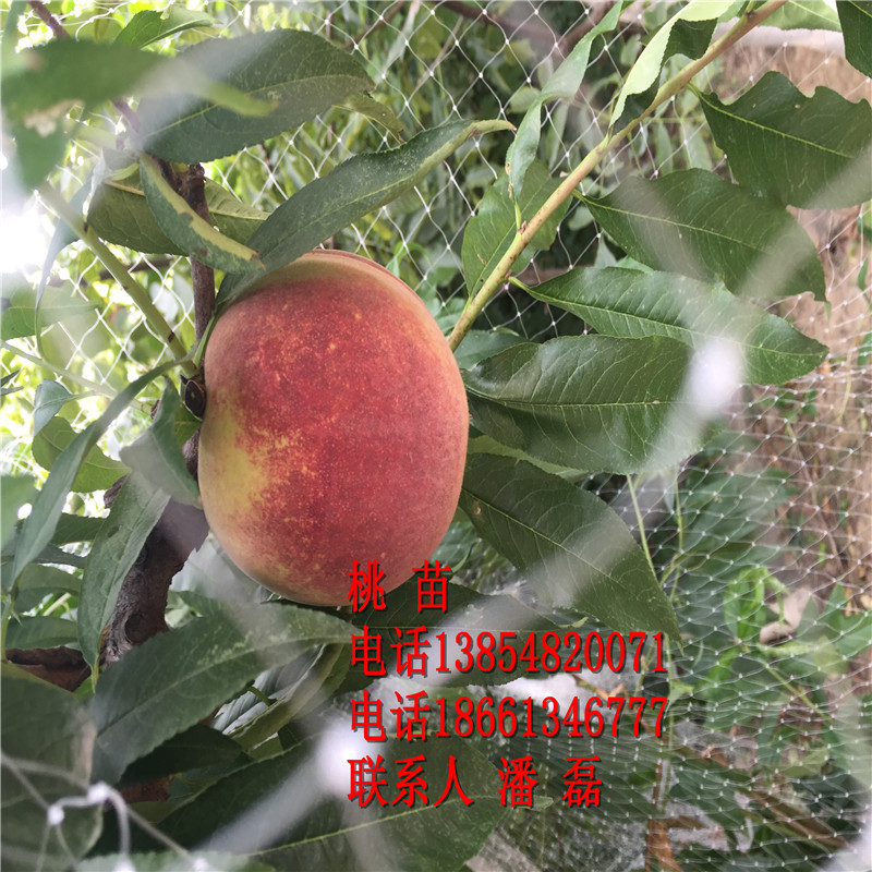 ѩ ѩҘ ѩҘXһ