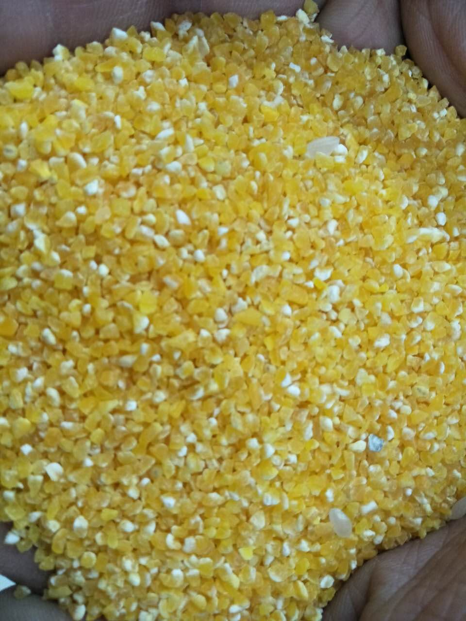 ʼZʳӹO  ÓƤƼRC  ײәC