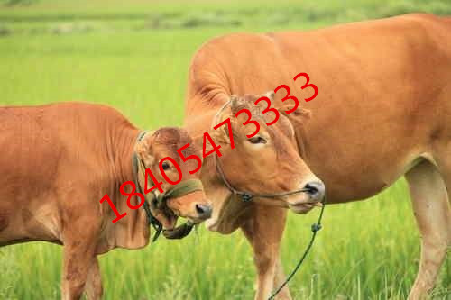 캵¿hTĸţX_ַ2