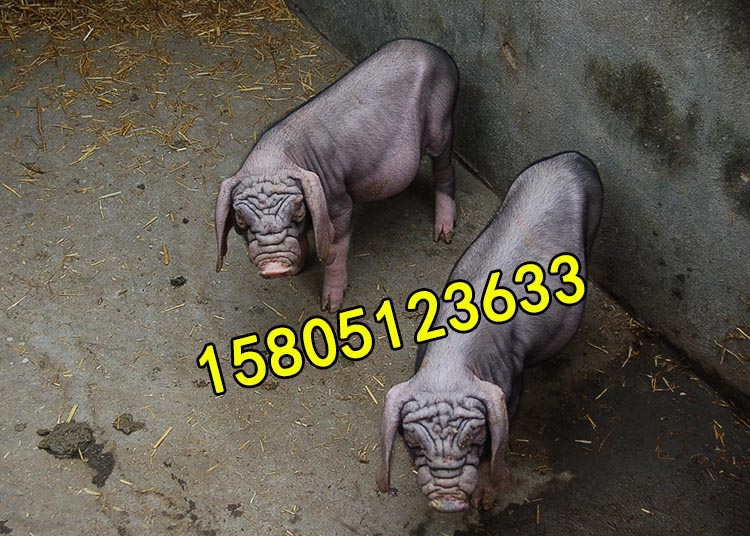 ̫ĸi ̫ĸiۡ