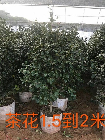 軨r軨ҎRȫr񃞻