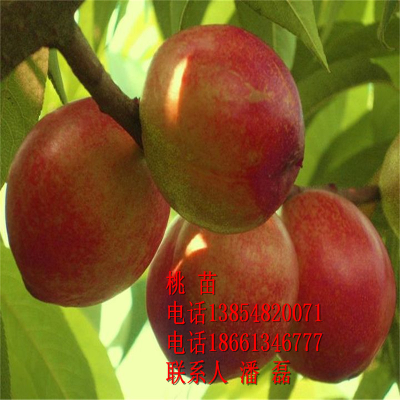ϵҘ12̖ҘƷN
