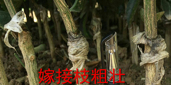 V͵͜ƷNu