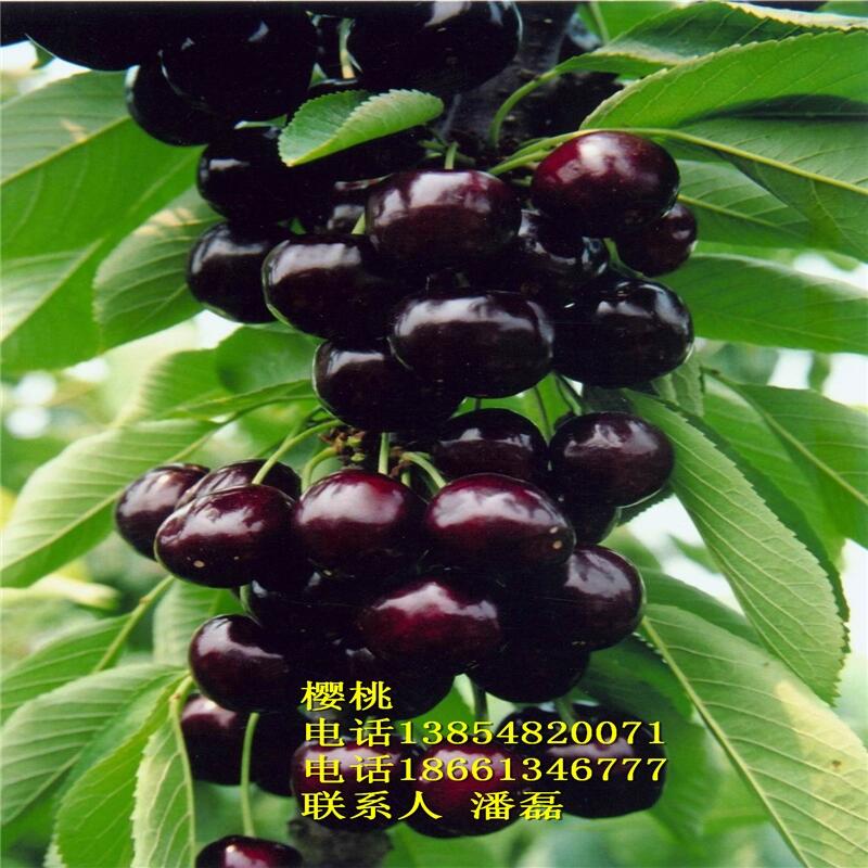 ҘҘ硢ҘƷN