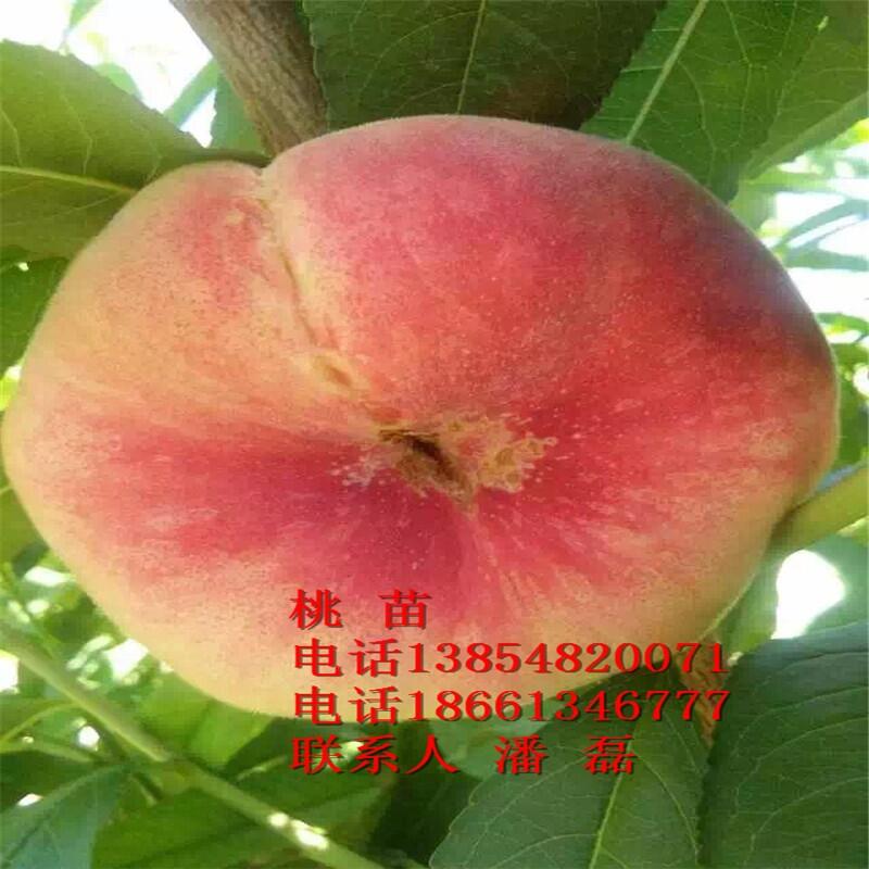 7Ҙ硢7ҘƷN7Ҙr