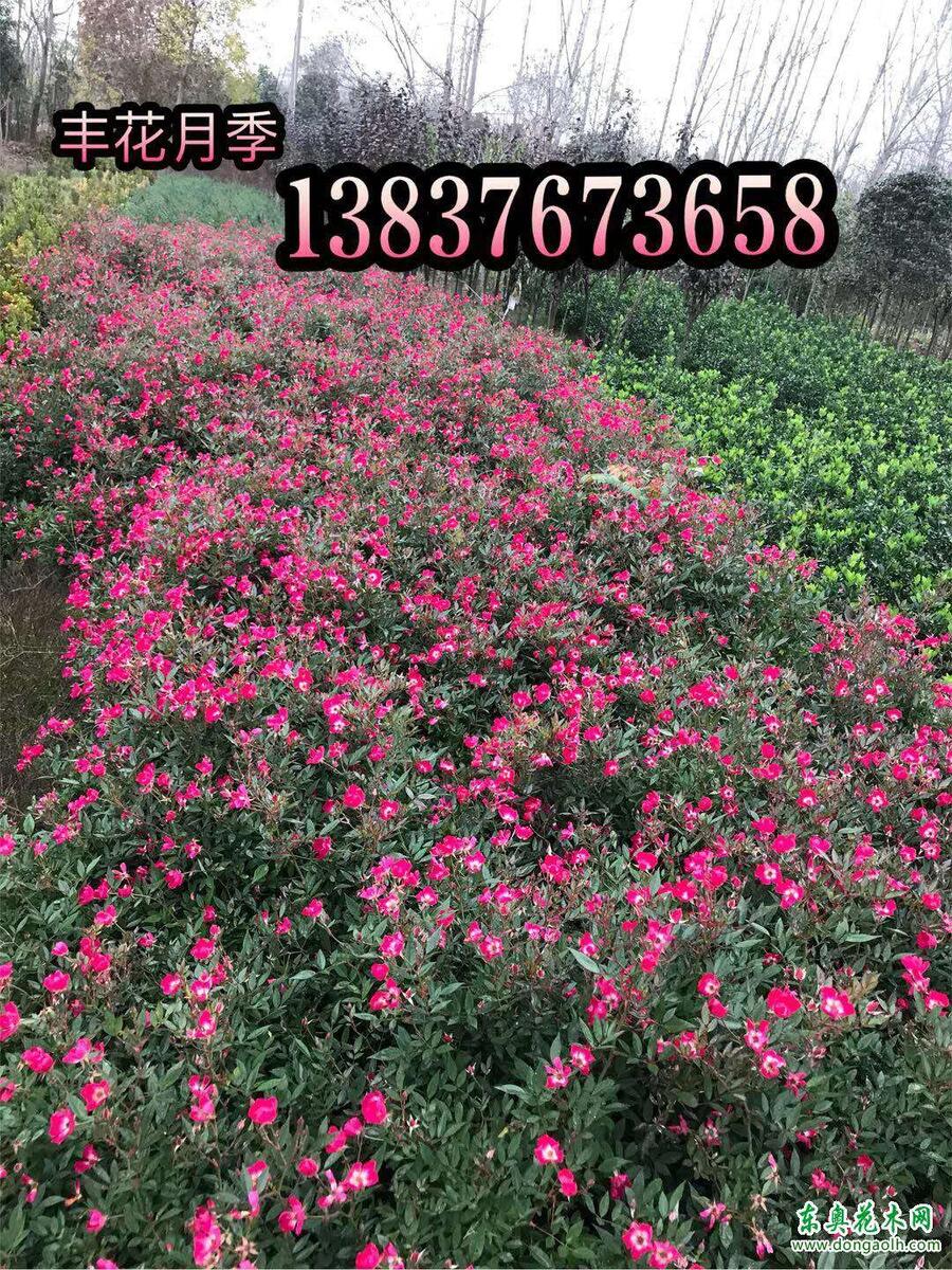 S¼ lr