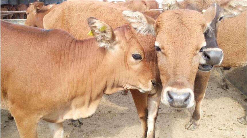 Sţ󃞻