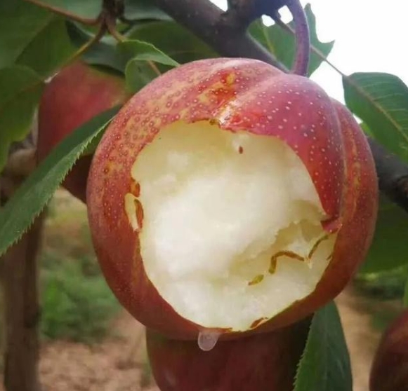 ʺIBֺó һl