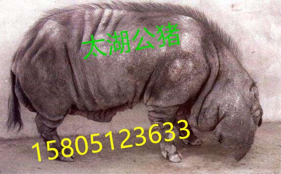 uͿiӱˡ