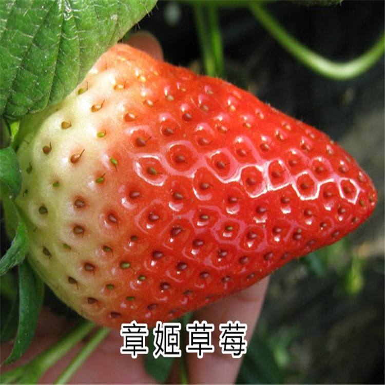 ϼtžŲݮNֲg