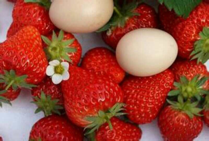 tݮ