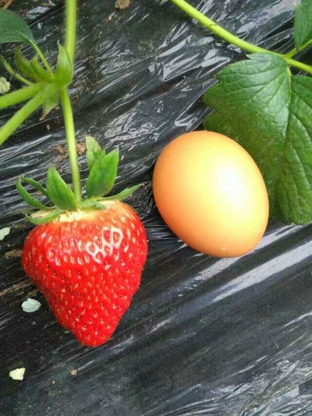 CʡͲݮô