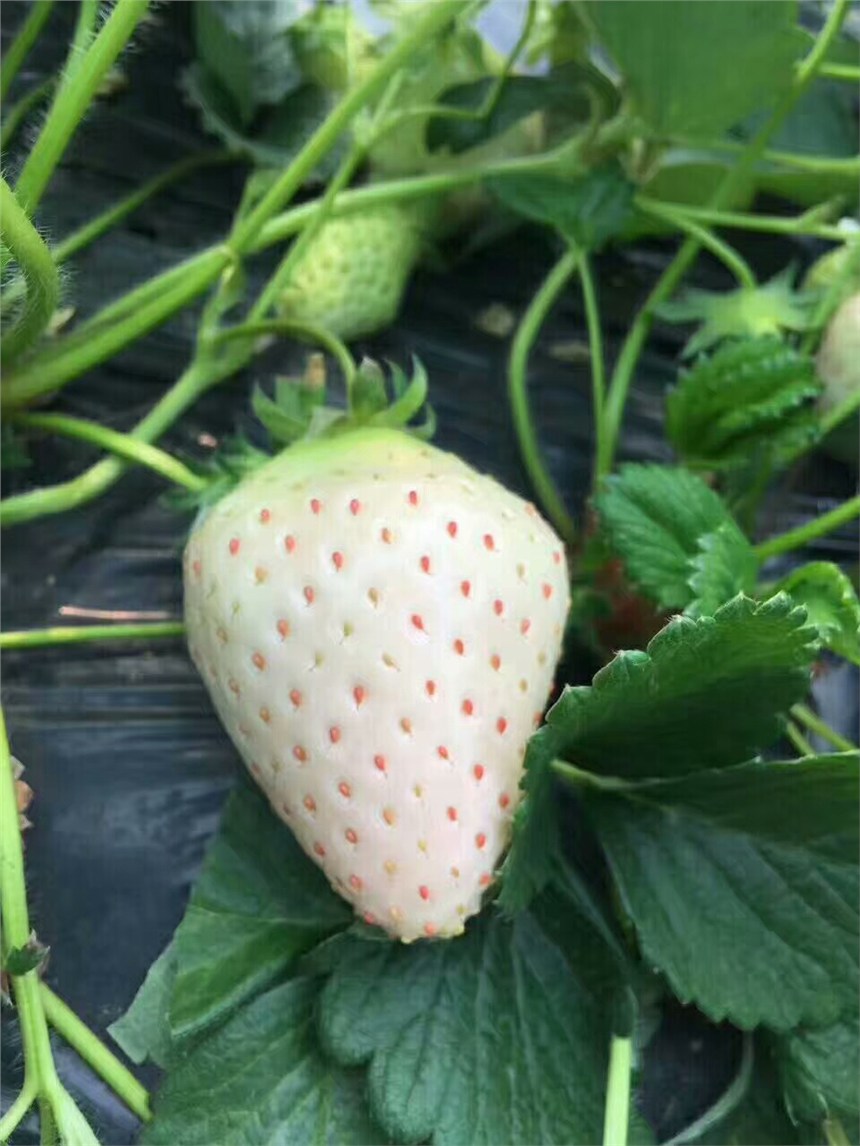 ¼ݮ