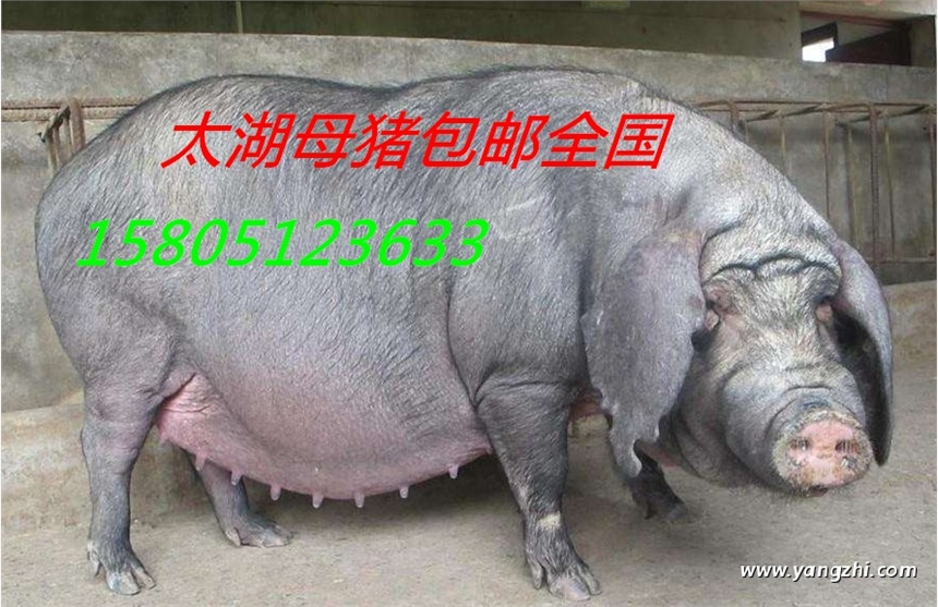 u̫ĸi
