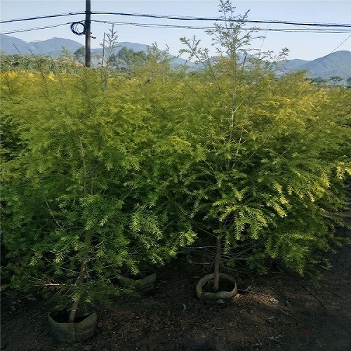 lSr