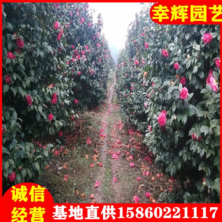 aֱ軨70-100軨lƷNRȫ