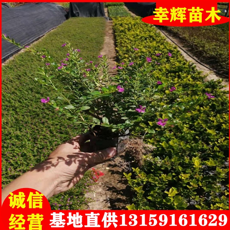 Mǻ绨Lرֲ﹤̾Gľe@رֲ