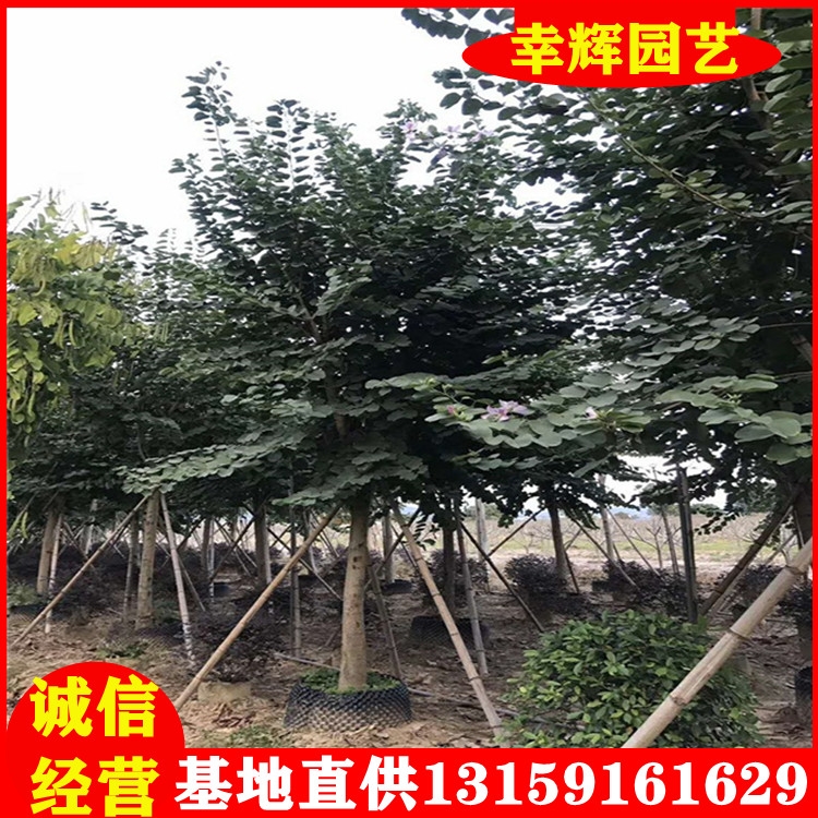 mGֱֲ100-1000