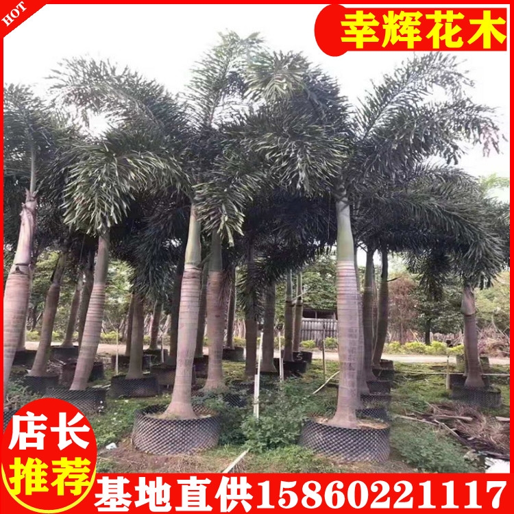 βҬӴrֱl12300