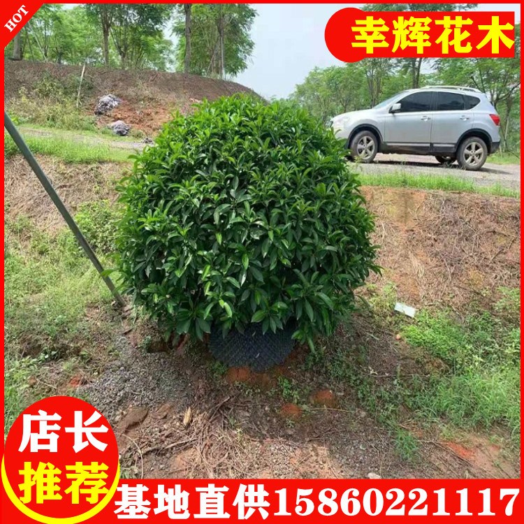 Sҹ҃ͥԺС^Gֲ1.5230Ԫ