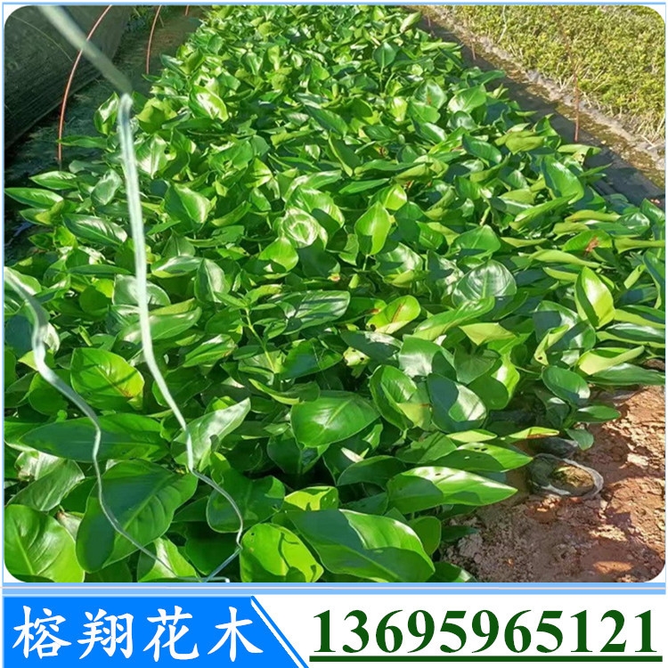 BlGСֱr񃞻3000