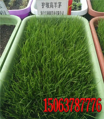 ꖲݷNϵַ