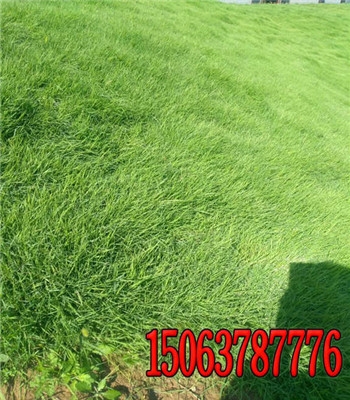 YݷNϵַ