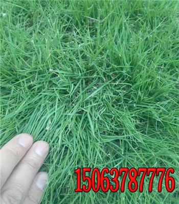 ļƺNӈDƬ