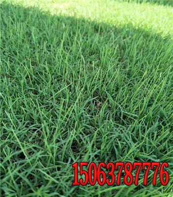 ïϲݷNϵַ