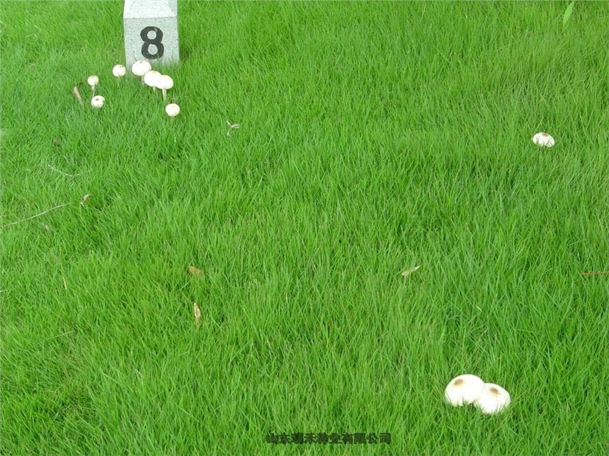 Ժӵo²ݷNӸo