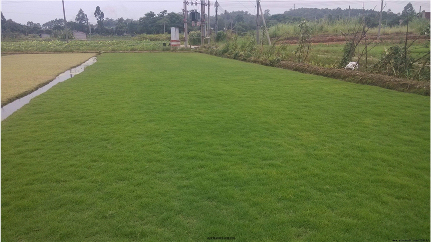 ݷNֲgˮ