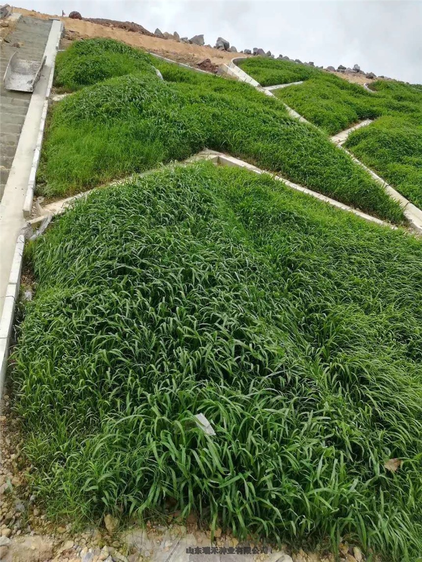 첥уrˮo