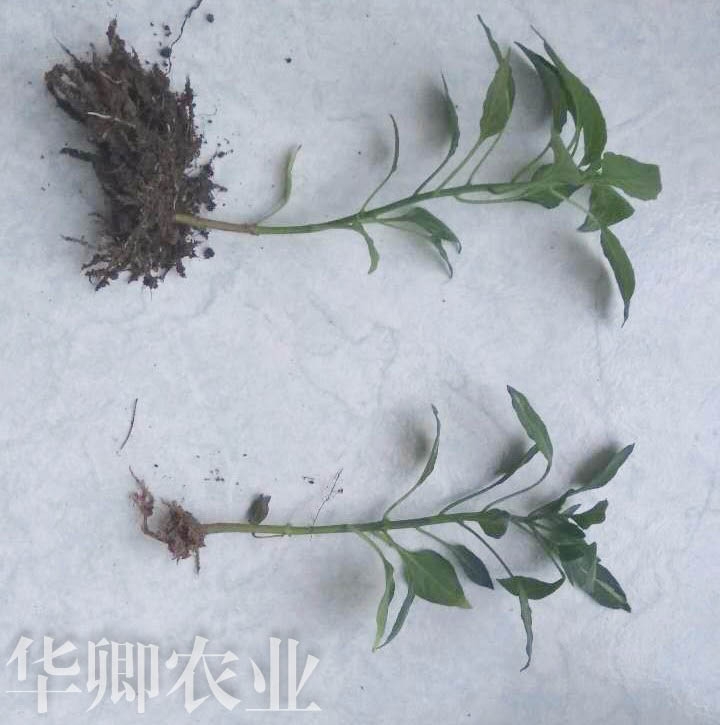 ɿڠIBr